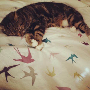 Asleep on the bed. I think she likes the bird print a bit too much.